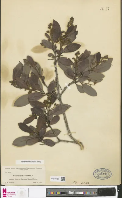 Conocarpus_erectus_L.