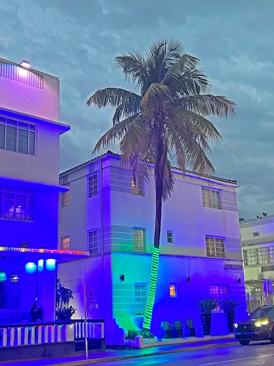 Colorful_Palm