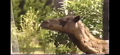 Dromedary_Camel___Zoo_Miami__March_30_1987