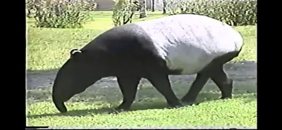Malayan_Tapir___Zoo_Miami__June_5_1987