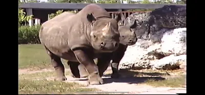 Black_Rhino___Zoo_Miami__March_30_1987