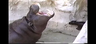 Pygmy_Hippopotamus___Zoo_Miami__March_30_1987