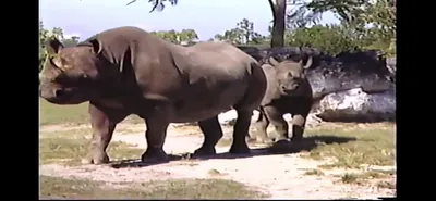 Black_Rhino___Zoo_Miami__March_30_1987_Part_1