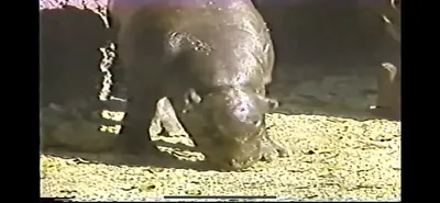 Pygmy_Hippopotamus__Zoo_Miami__June_5_1987