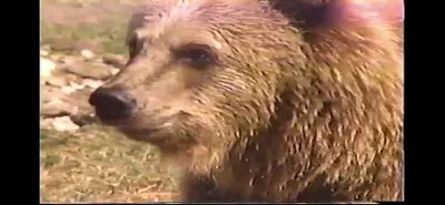 Brown_Bear___Zoo_Miami__March_30_1987