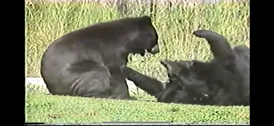 Asian_Black_Bear___Zoo_Miami__June_5_1987_Part_2