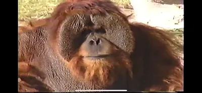 Orangutan___Zoo_Miami__March_30_1987