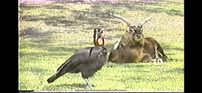 Nyala_And_Ground_Hornbill___Zoo_Miami__June_5_1987