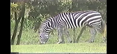 Zebra___Zoo_Miami__June_6_1987