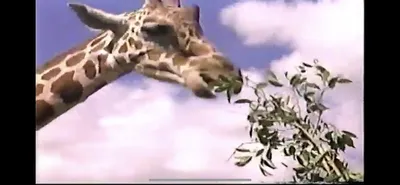 Giraffe___Zoo_Miami__March_30_1987