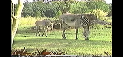 Zebra___Zoo_Miami__June_5_1987