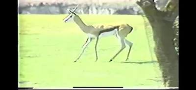 Springbok___Zoo_Miami__June_5_1987