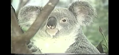 Koala___Zoo_Miami__June_5_1987
