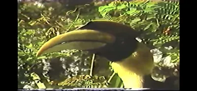 Great_Hornbill__Zoo_Miami__June_5_1987