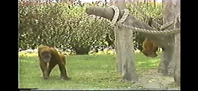 Orangutan___Zoo_Miami__June_5_1987