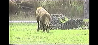 Chamois___Zoo_Miami__June_5_1987