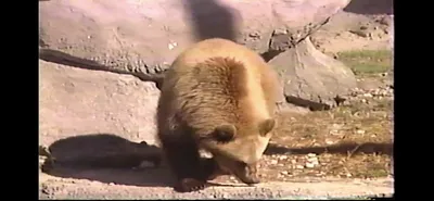 Brown_Bear___Zoo_Miami__March_30_1987_Part_1