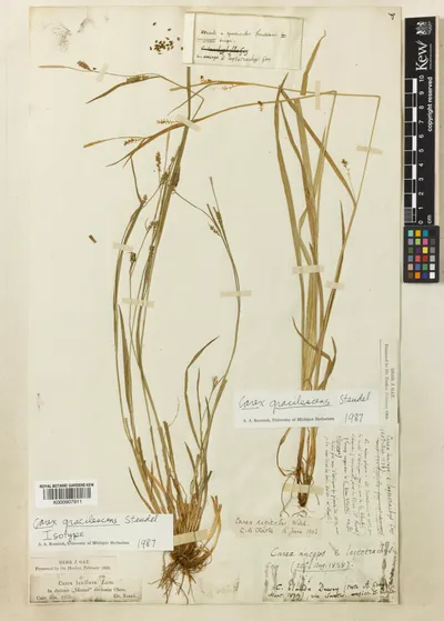 Carex_gracilescens_Steud.