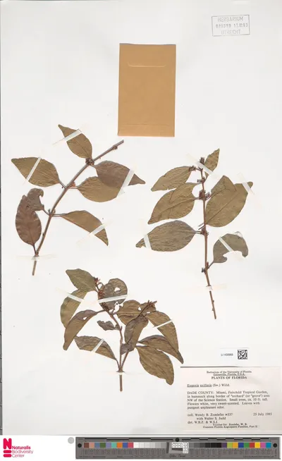Eugenia_axillaris__Sw.__Willd.