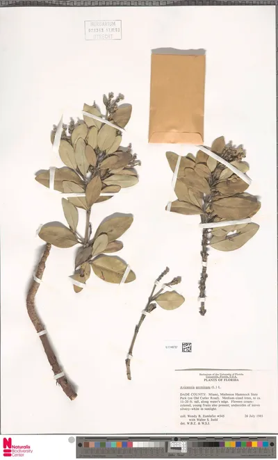 Avicennia_germinans__L.__L.