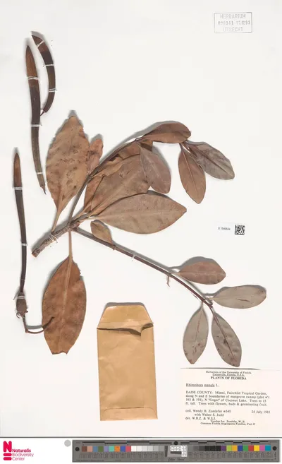 Rhizophora_mangle_L.