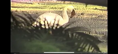 Flamingo___Zoo_Miami__June_5_1987