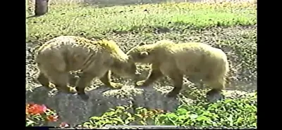 Brown_Bear___Zoo_Miami__June_5_1987