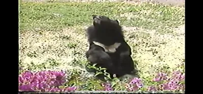 Asian_Black_Bear___Zoo_Miami__June_5_1987