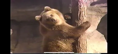 Brown_Bear___Zoo_Miami__March_30_1987_Part_2