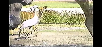 Blue_Crane___Zoo_Miami__June_5_1987