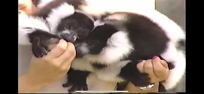 Black_And_White_Ruffed_Lemur___Zoo_Miami__March_30_1987
