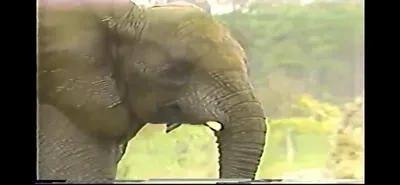African_Elephant__Zoo_Miami__June_5_1987