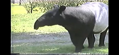 Malayan_Tapir___Zoo_Miami__June_5_1987_Part_1