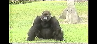 Gorilla___Zoo_Miami__June_6_1987