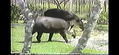 Baird_s_Tapir___Zoo_Miami__June_5_1987_Part_1
