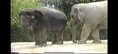 Asian_Elephant___Zoo_Miami__June_5_1987
