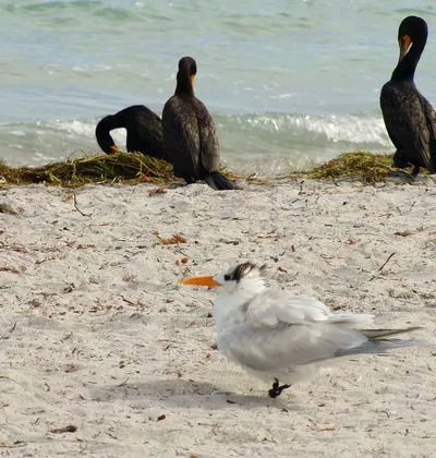 Royal_Tern___Cormorants__Crandon_Beach__Miami__FL