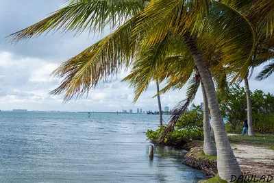 Bear_cut_desde_Crandon_Park_Marina