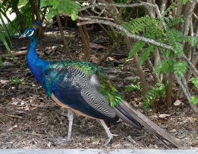 Peacock__2_