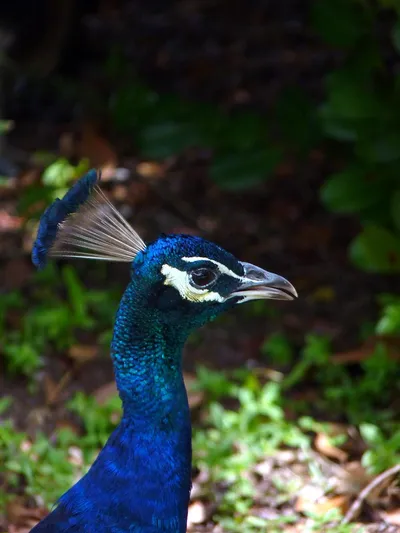 Peacock