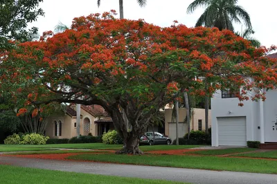 Coral_Gables_Royal_Poinciana.jpg
