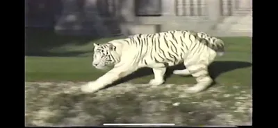 White_Tiger___Zoo_Miami__March_30_1987