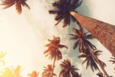 Copy_space_of_tropical_palm_tree_with_sun_light_on_sky_background.
