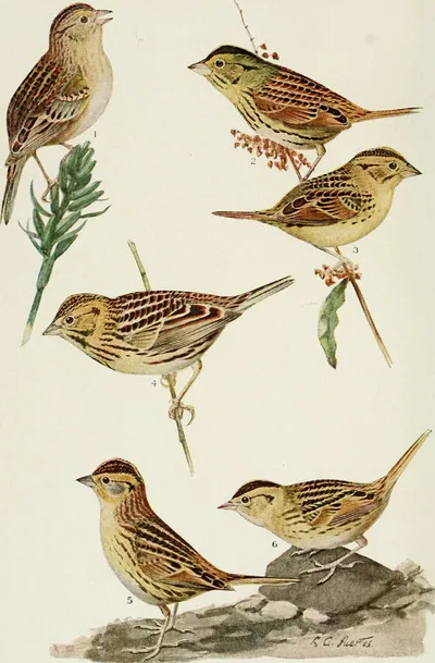 Bird-lore__1910___14732380936_.jpg