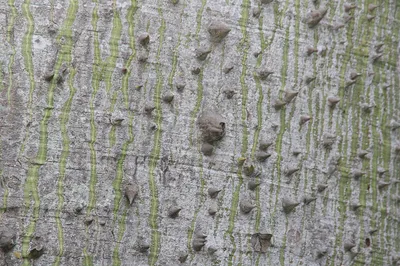 Ceiba_speciosa_1zz.jpg