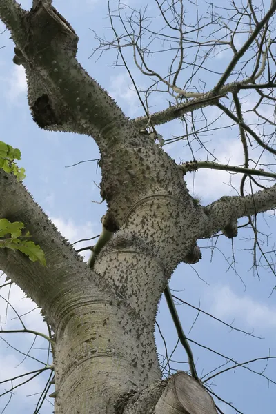 Ceiba_speciosa_3zz.jpg
