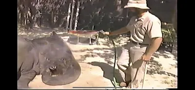 Asian_Elephant___Zoo_Miami__March_30_1987