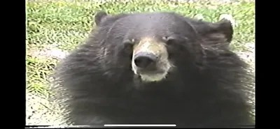 Asian_Black_Bear___Zoo_Miami__June_5_1987_Part_1