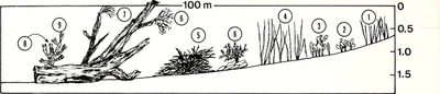 American_malacological_bulletin__1987___17970394709_.jpg