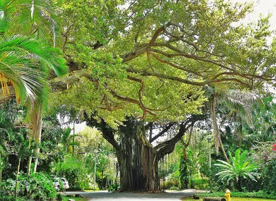 Coconut_Grove_Street_20100321.jpg